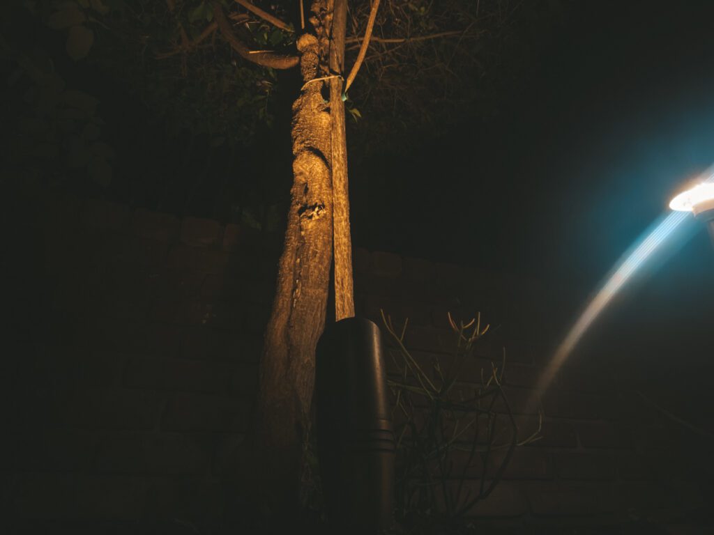 lighting on tree