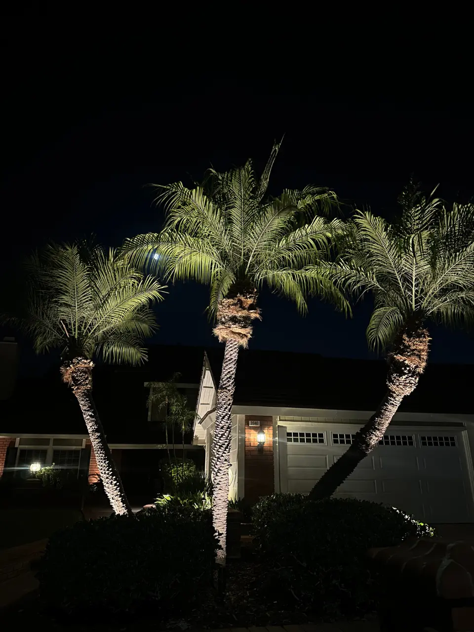 Accent lighting on tall palm trees in residential front yard