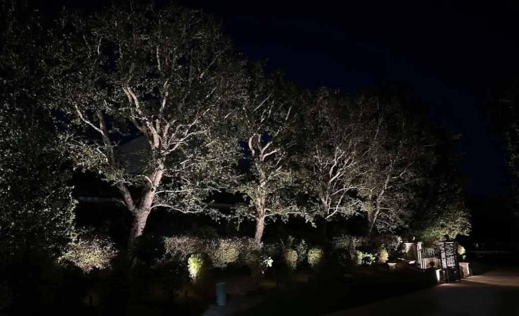 Multiple mature oak tree uplighting along driveway at night