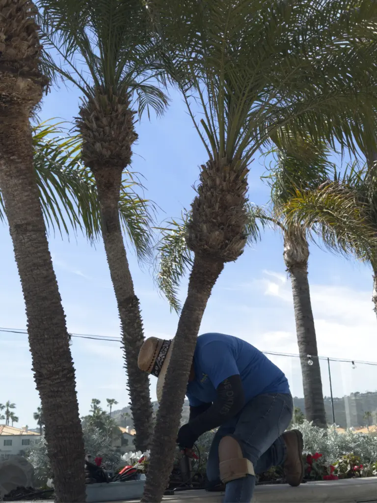 Vision Outdoor team doing tree lighting in Laguna Niguel