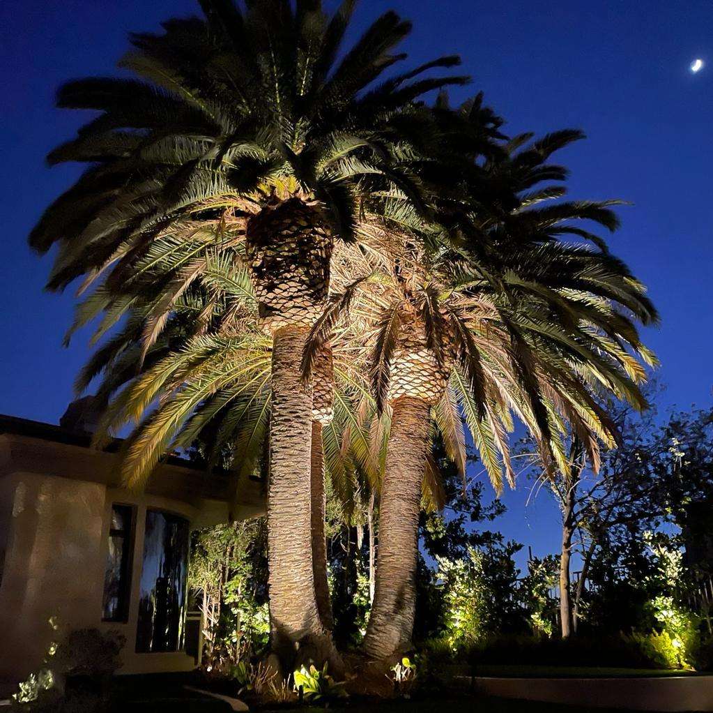 Large mature palm tree in Santa Ana, CA illuminated with uplighting at dusk, highlighting its textured trunk and fronds beside a stucco home.