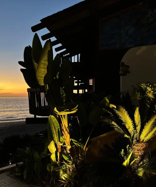 Coastal garden uplighting illuminating tropical plants beside oceanfront home at sunset