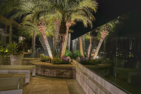 Outdoor landscape lighting highlighting palm trees at night