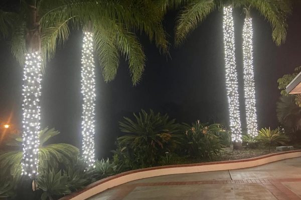 Row of palm tree trunks in Fullerton, CA wrapped in warm white string lights along a curved driveway, with tropical understory plantings lit below at night.