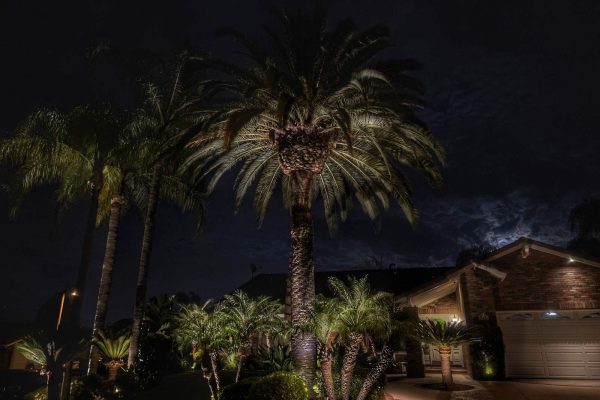 A large date palm and surrounding smaller palms are uplit across the front yard of a brick ranch home at night.