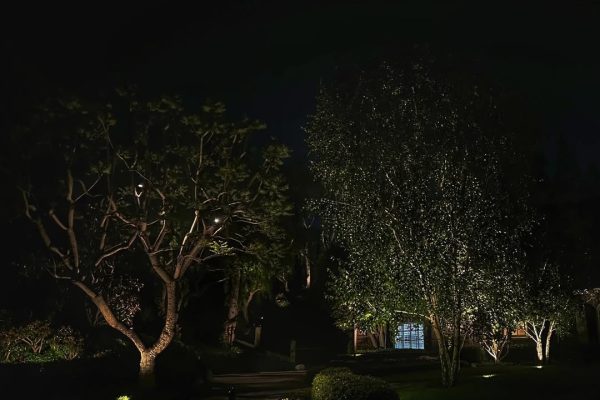 Multiple mature trees are uplit along a stone driveway at night, with manicured hedges and path lights framing a home entry in Nellie Gail Ranch.