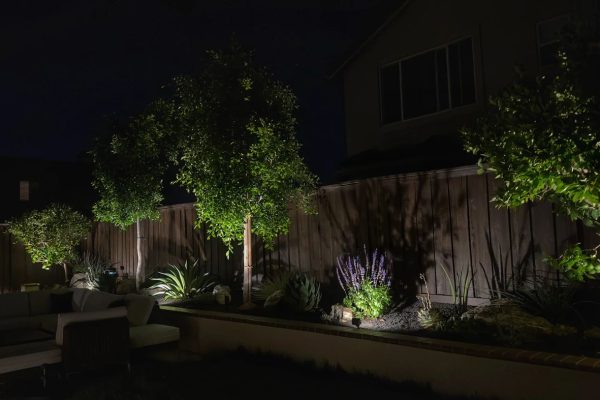 Backyard in Tustin, CA with a row of ornamental trees uplit along a wood fence line, framing a raised garden bed of agave, salvia, and succulents beside a built-in sofa lounge area at night.